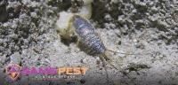 SAMS Silverfish Control Sydney image 8